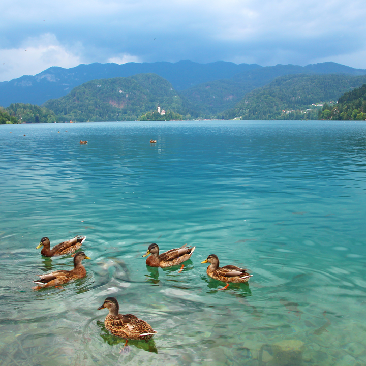 Bled & Bohinj iz Zagreba