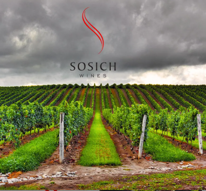 PREMIUM WINE & SEA EXPERIENCE – SOSICH WINES & POREČ